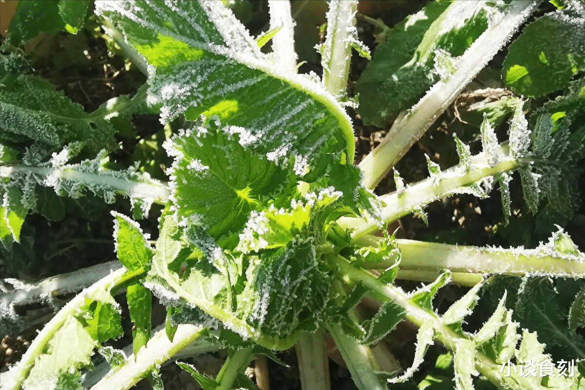 霜降|“火子交霜降,老人需提防”,建议:吃3样,做3事,顺利过冬天