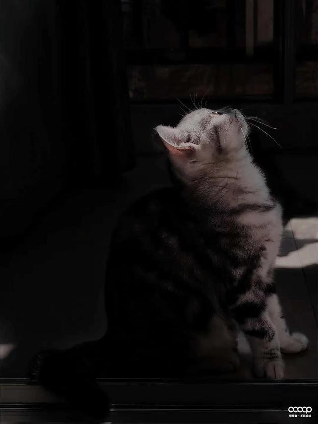 文玩|好玩不贵，不到1年，润得跟驼骨一样！通货玩出来，也可以很硬