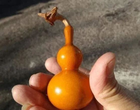 文玩葫芦不挂瓷？