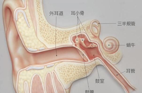 黄体酮|亲热时，有2个部位是禁吻区，为了男女双方的健康，不要轻易触碰