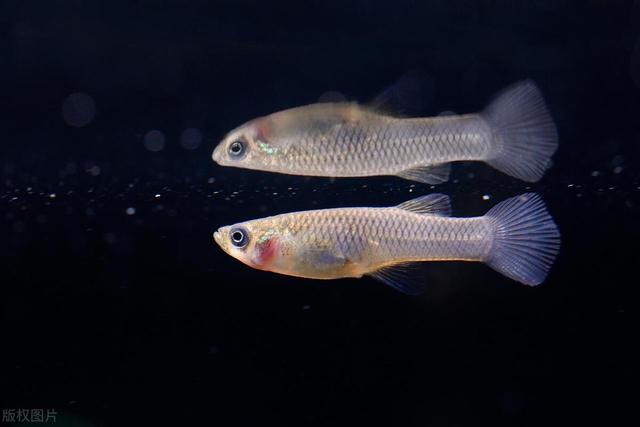 长江的“隐患”！外来鱼类猛增30种，鱼类陷入“鱼种危机”？