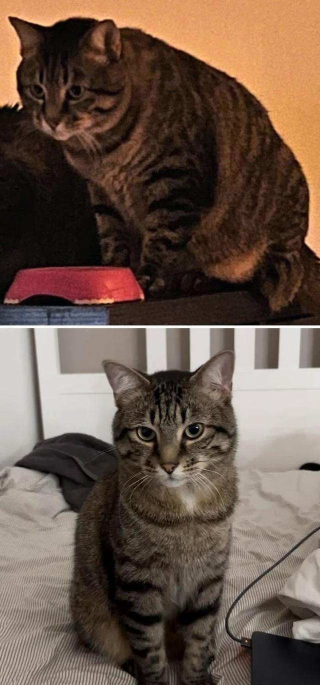 外国铲屎官晒自家猫猫减肥前后对比,每个可爱的小胖子都是潜力股!