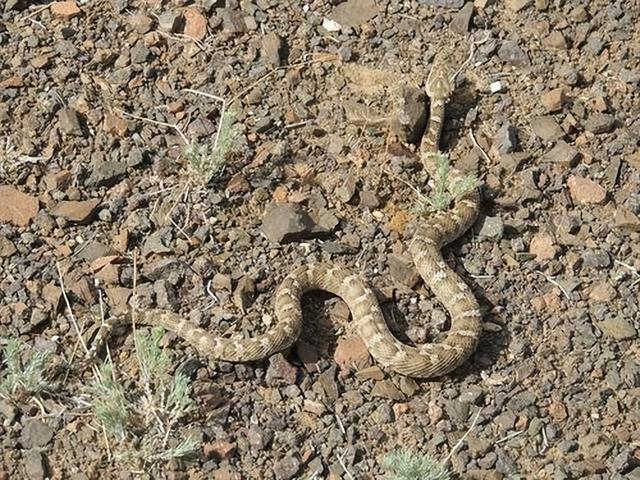 甘肃|甘肃敦煌沙漠中，也有毒蛇在此生存，在敦煌徒步遇到蛇怎么办？