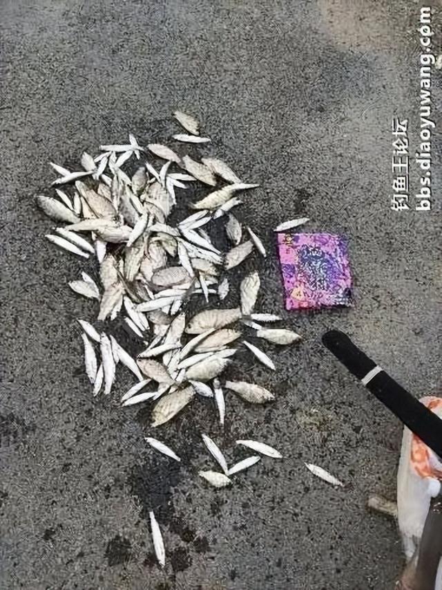 地狱猫一开,爆护自然来