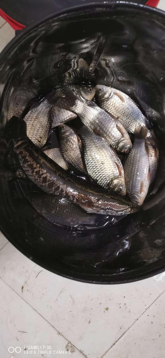 饵料|鱼口轻的情况下,应该如何应对?望各位大师不吝赐教