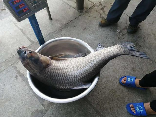 浅谈夏季野钓目标鱼选择，这几种易爆护，需要做“好窝”