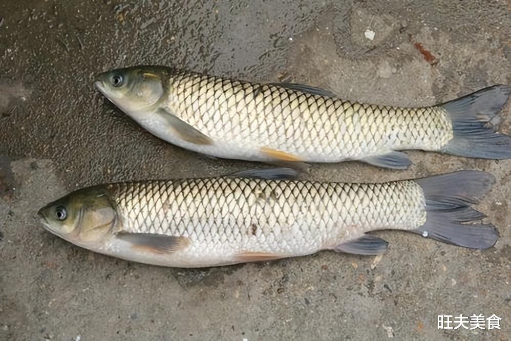 黄鳝|“入冬三分虚，冬补多吃鱼”，多吃这5种鱼，鲜嫩美味，润燥好过冬
