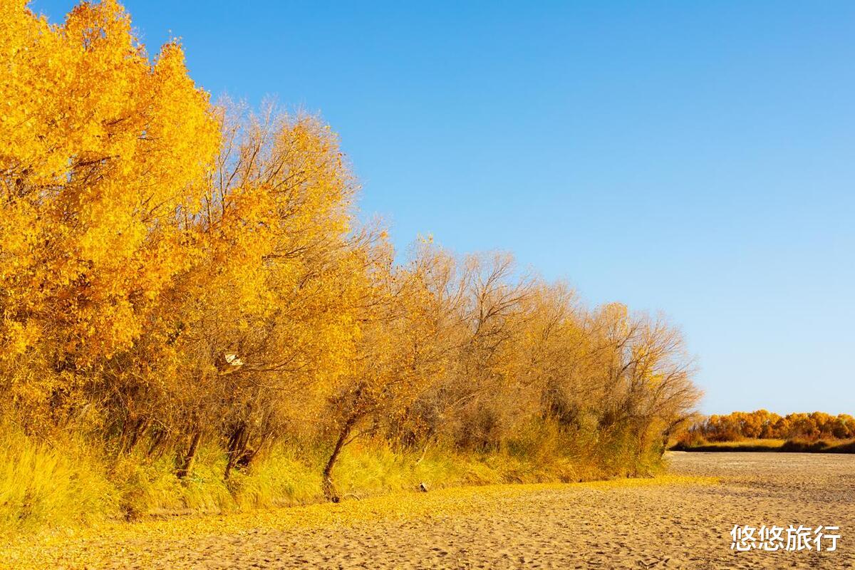 景点推荐|秋天想去看胡杨林，这些遍布西北的金色森林，该怎么选？
