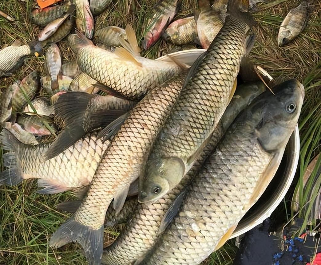 钓鱼人和爱吃鱼的请注意,这9种淡水鱼有毒!