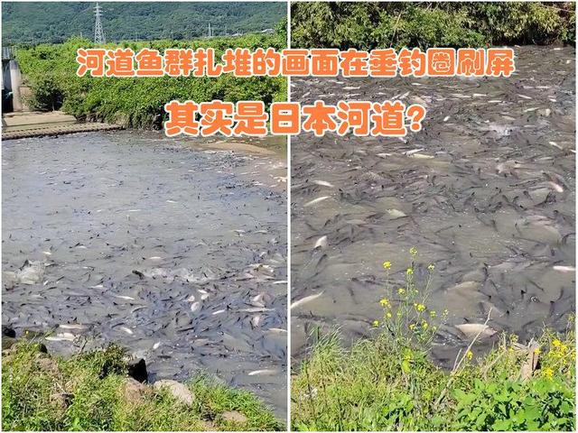 日本|日本河道“亚洲鲤鱼”成灾，挤在一起水面都变黑了