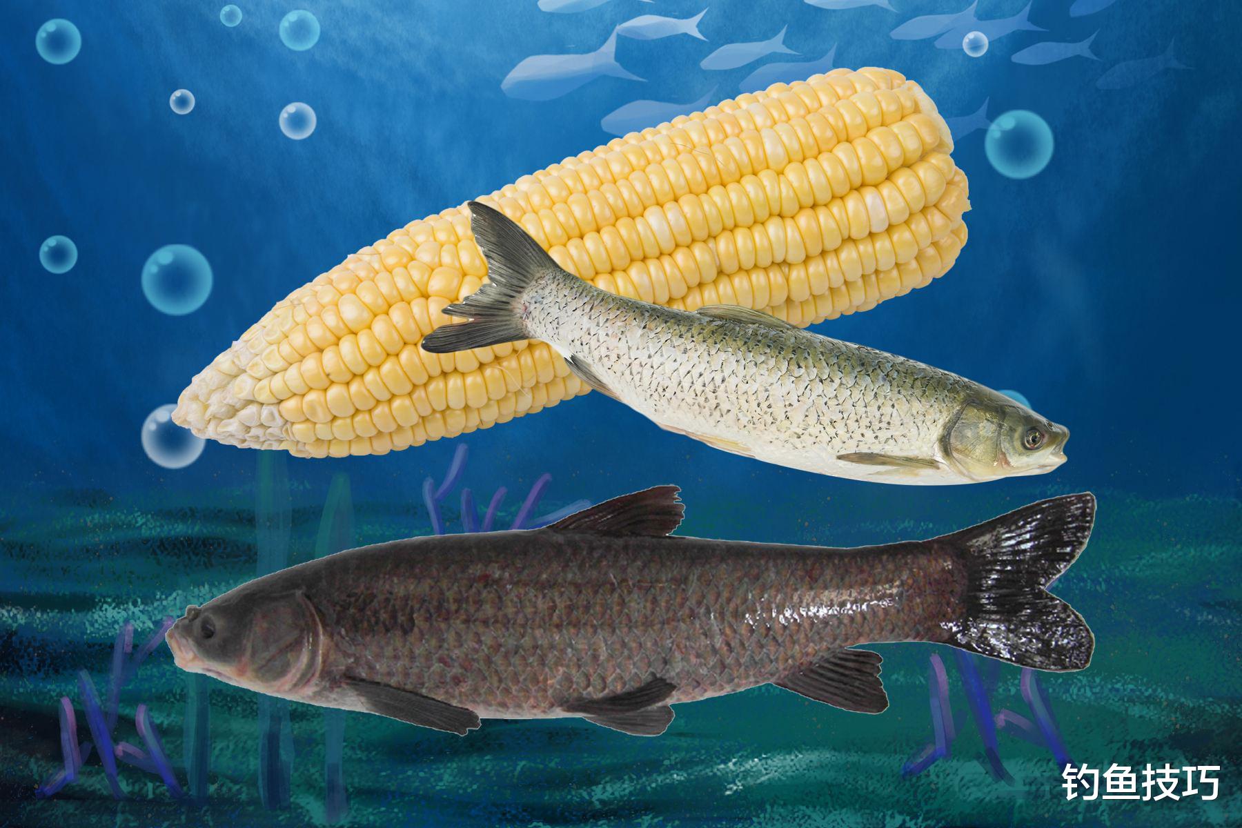 钓青鱼和草鱼混养黑坑的要领,青鱼草鱼连竿