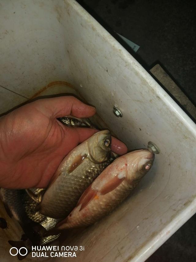 |夜战桥头，筏竿战板鲫。