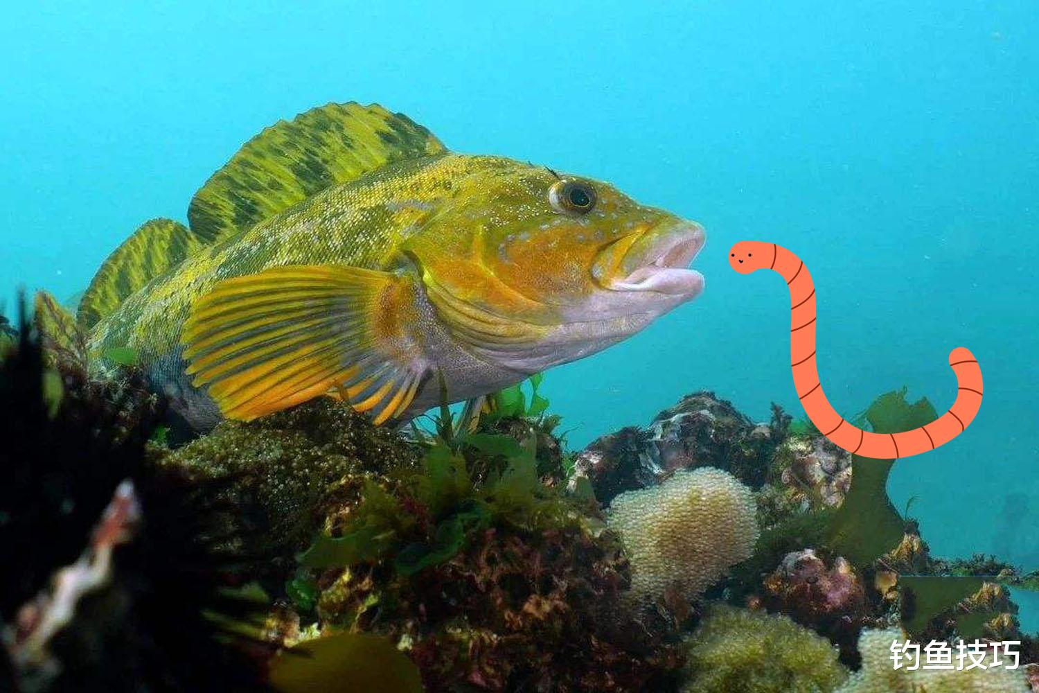 海钓|钓海鱼还能用红虫?用红虫做海钓鱼饵的方法