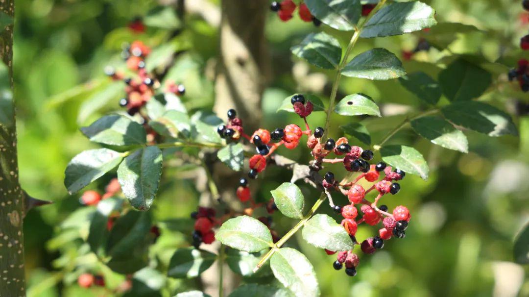 肠梗阻、急腹症、胰腺炎，一个奇效良方，缓解剧烈疼痛，对证有效