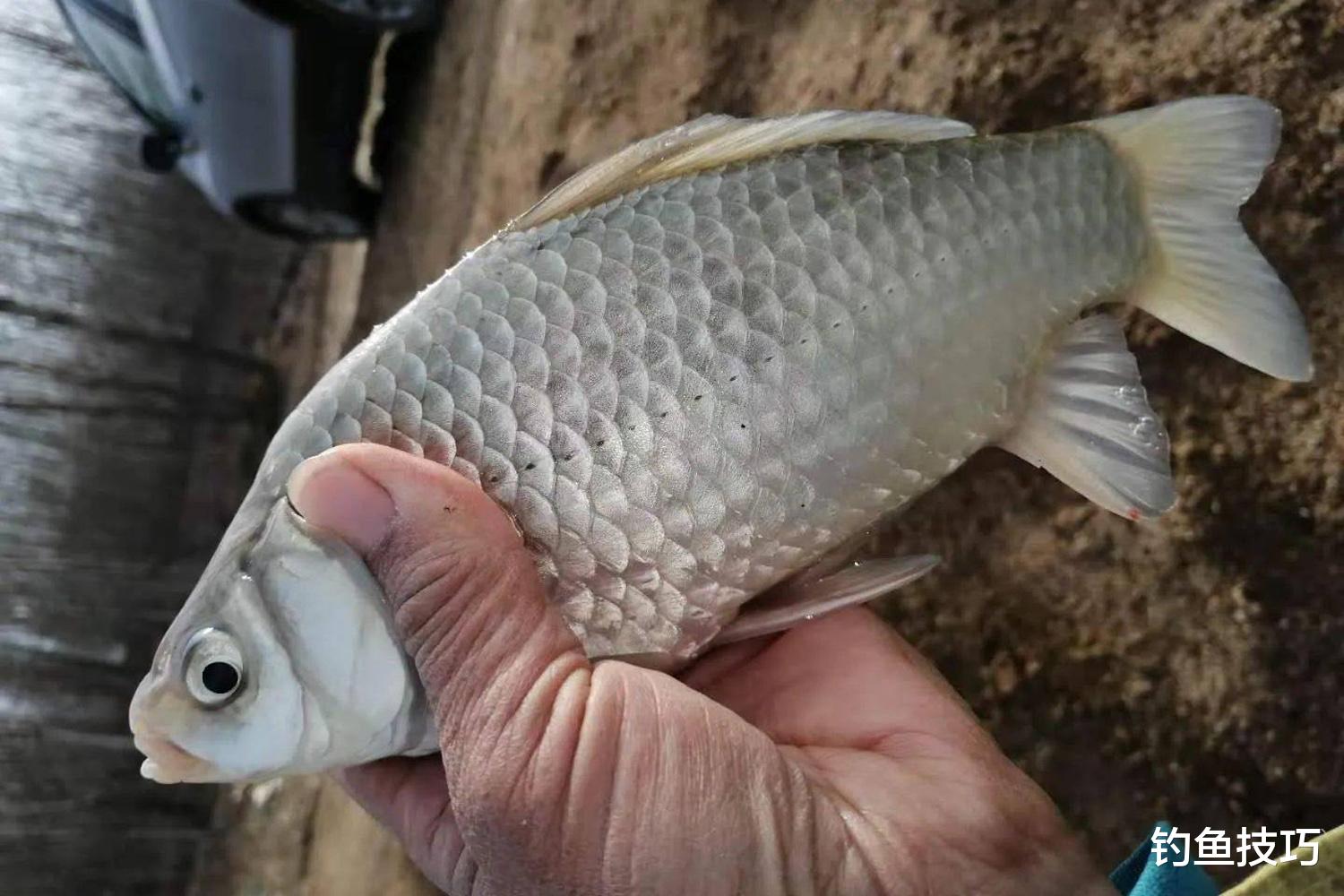深冬时节鱼在水底的状态,鱼难钓的根本原因