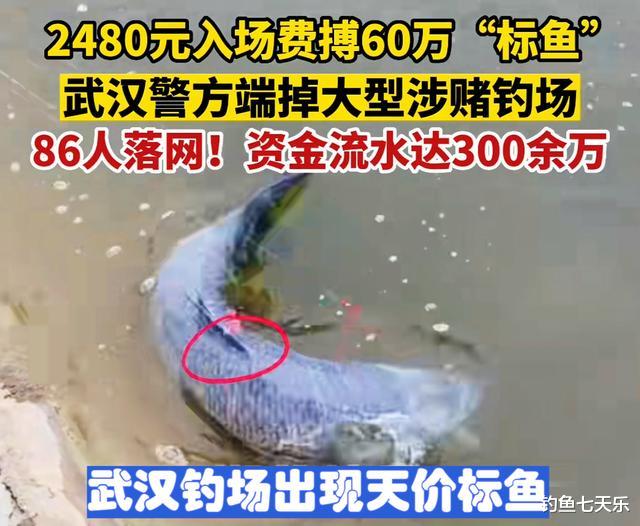 水底奥秘|一条标鱼60万!武汉一钓场被端掉,“天价标鱼”背后暗藏哪些内幕