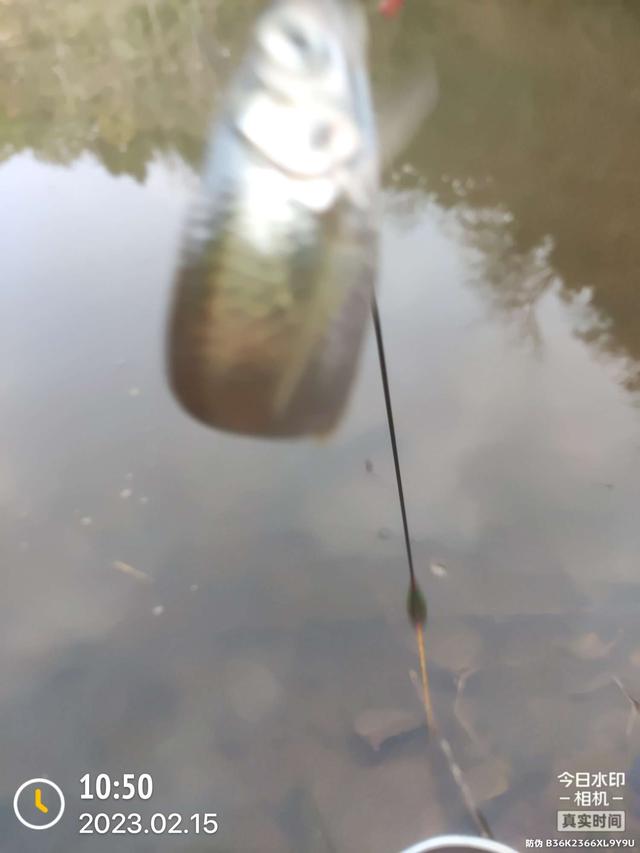 |昨天跑鱼,今天断线,只有大板鲫不离不弃