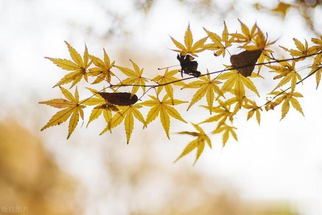 宗筋ED,温阳重要,但补阳更重要!这个方法可以帮你找回丢失精元