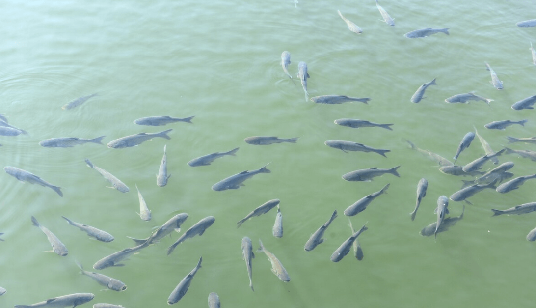 长江最神秘的鱼再现洞庭湖!