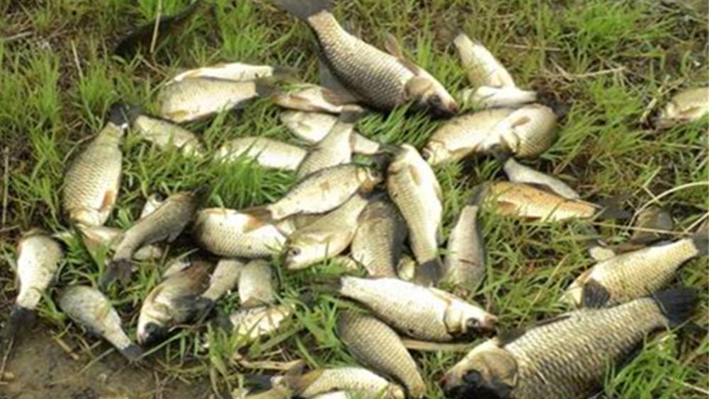 春分|春季野钓“时刻表”，什么时候鱼情最好，查一查就知道