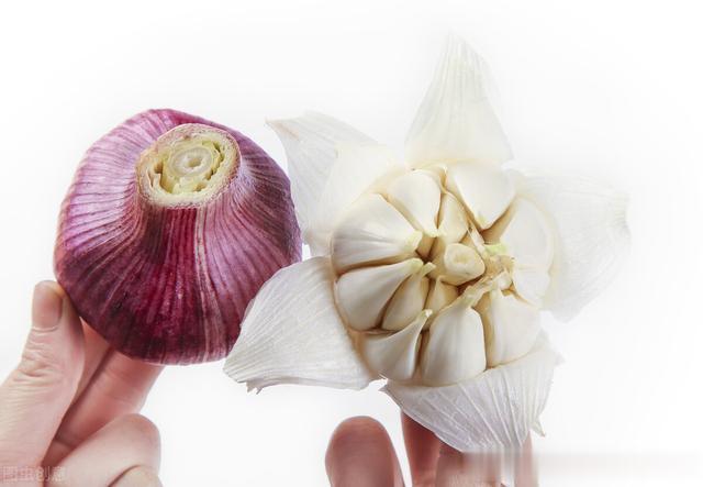 疾病|吃大蒜真的能抗癌、减肥吗?协和专家辟谣大蒜的“万能功效”