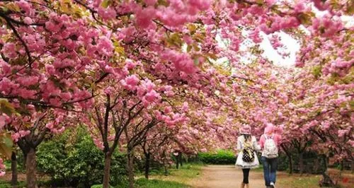 桂林|绚烂的花海 心旷神怡 享受大自然的馈赠