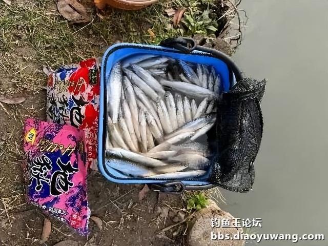 2024第一钓，地狱猫助力渔获丰