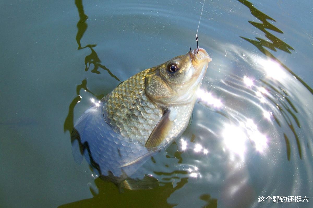 |频繁的脱钩跑鱼,有口打不中是何原因?自查容易出问题的这三方面