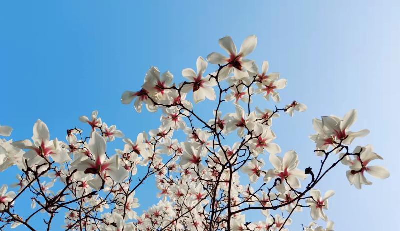 招聘|为什么有人被欺负却不敢反抗？