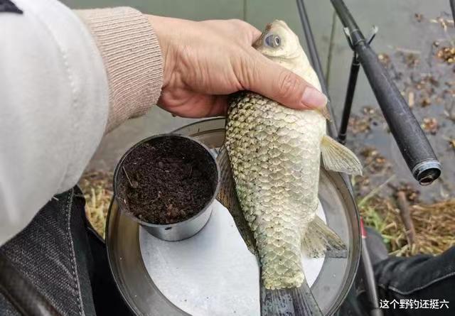 冬季用什么饵料味型发窝快？水深方向选对，下竿就有口不难实现！