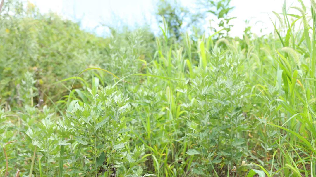 一味奇妙的中药，抗菌抗过敏抗肿瘤，降血糖降血压，平喘镇咳祛痰