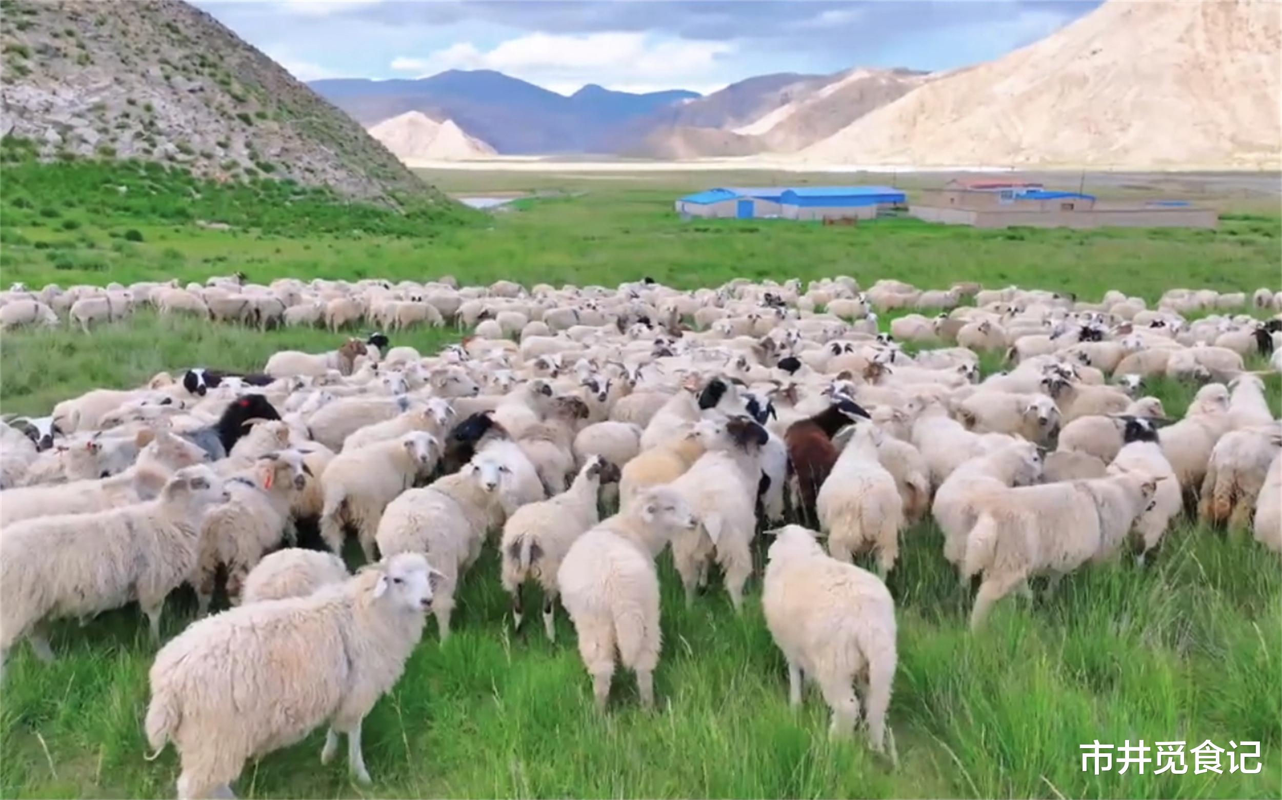 羊肉|中国羊肉排行榜,北方8种,南方2种,都是鲜嫩不膻的好羊肉