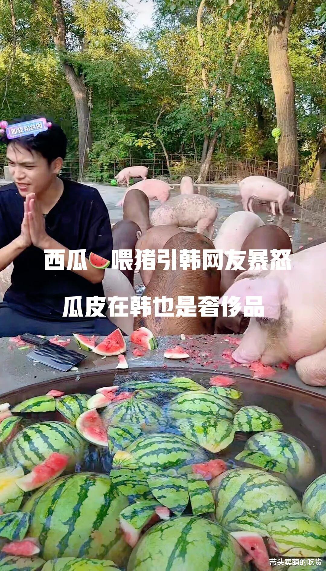 西瓜|农村小伙喂猪吃西瓜引韩国网民愤怒！直言瓜皮能做腌菜，为何浪费