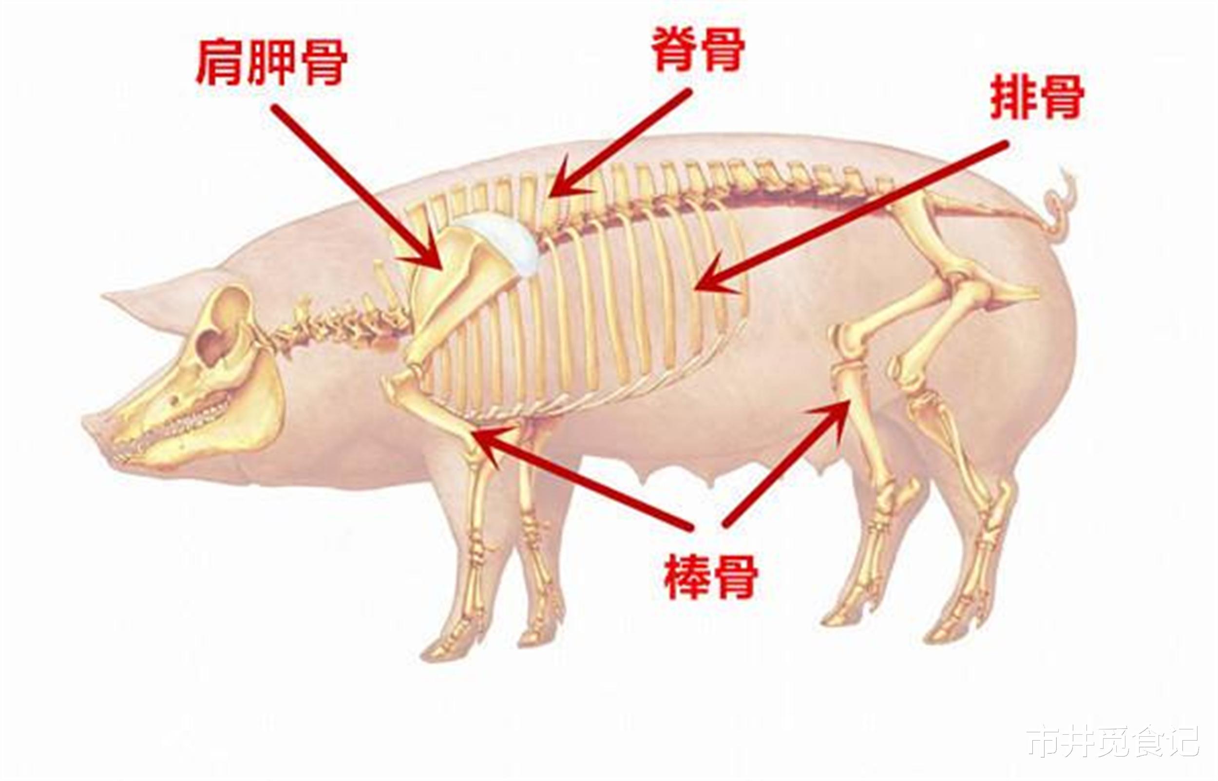 |买排骨,要“前排”还是“后排”?千万别选错,爱吃排骨一定要懂