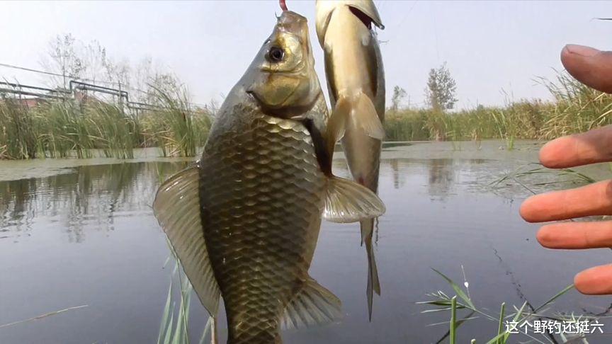 天热鱼口差如何打窝效果好？对比上鱼硬道理！抽频率如何把握节奏