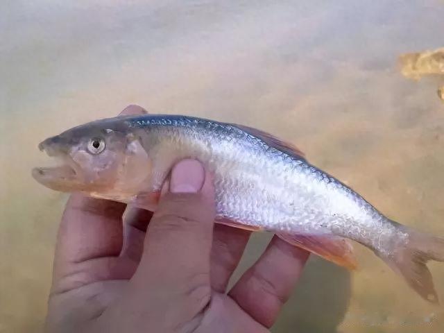 日本天皇|曾多到没人吃的4种小鱼，如今身价翻倍，成日本天皇的心头好？