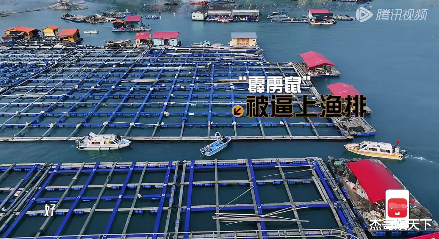 黄磊|陈赫说出了观众最想说的心里话,《五哈》自称超越《跑男》被打脸