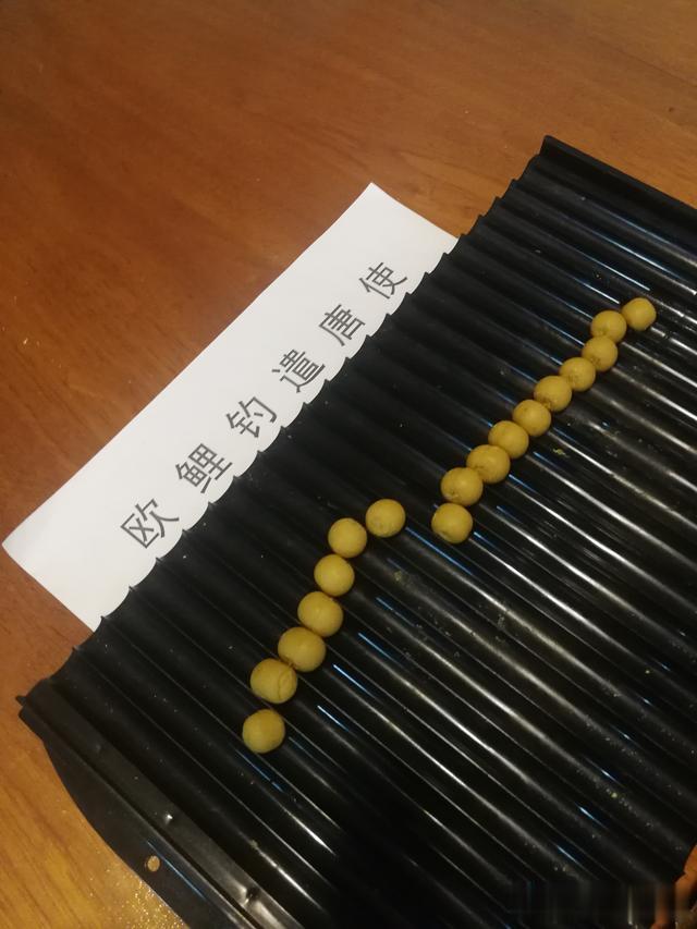 女孩|《话说欧鲤钓》诱饵篇 动物饵及成品饵节暨欧鲤钓创意实践赛规则