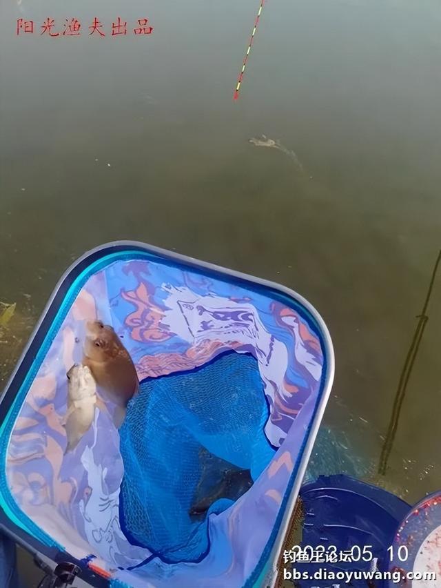 |大鲫加疯杀红虫,野河钓鲫爆护了
