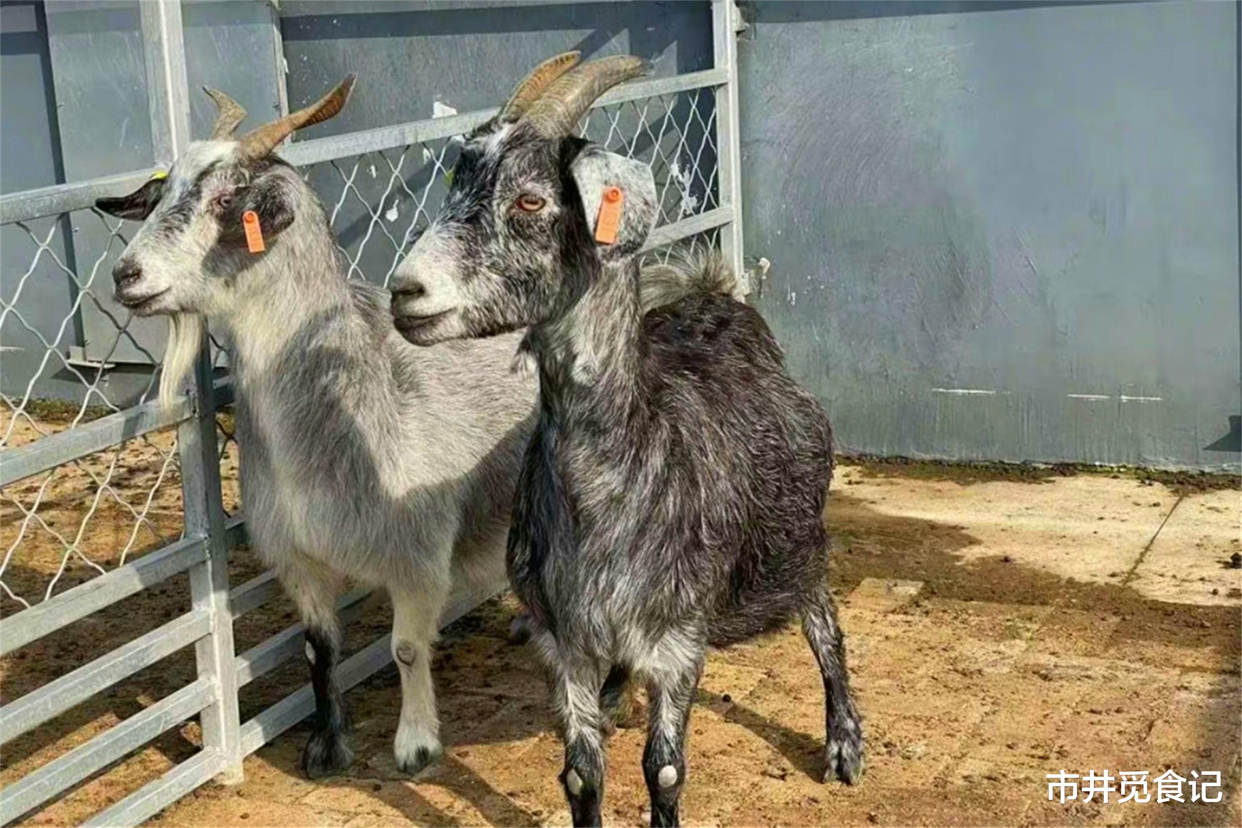 羊肉|中国羊肉排行榜,北方8种,南方2种,都是鲜嫩不膻的好羊肉