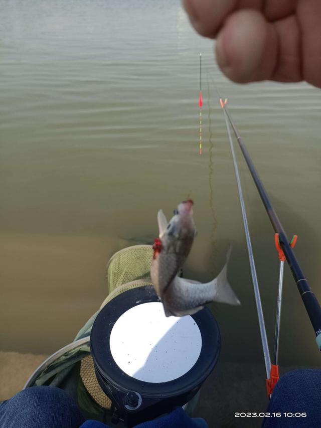 鲫鱼|阳光正正好，钓鱼再出发！