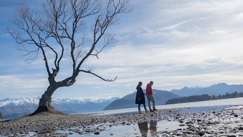 柳树|新西兰代表景点——瓦纳卡“寂寞柳树”