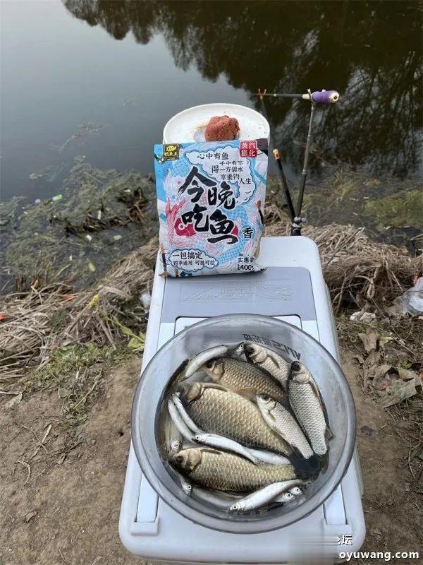 鲫鱼|仲春钓鲫,抓住尾声