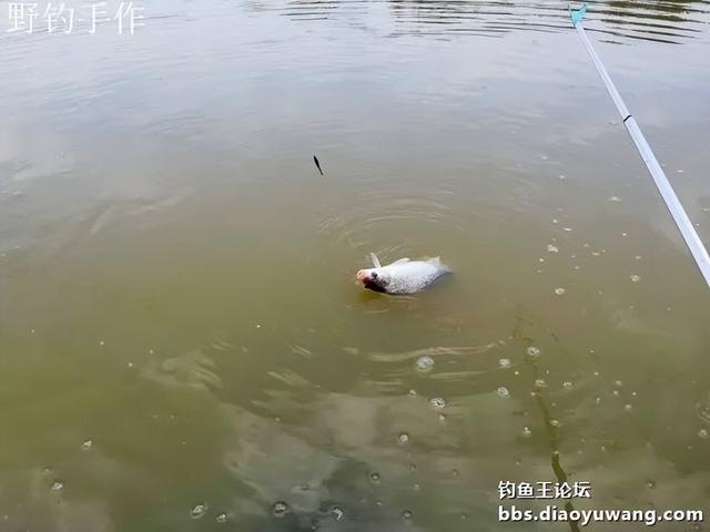 爽钓板鲫,今晚吃鱼