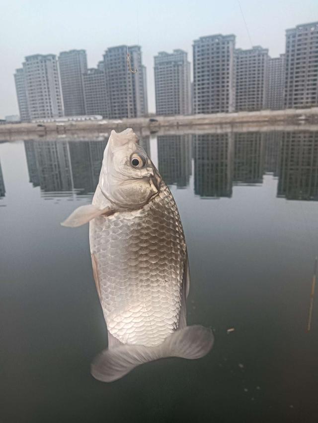 饵料|2023第一钓，面食配红虫，上鱼不再愁