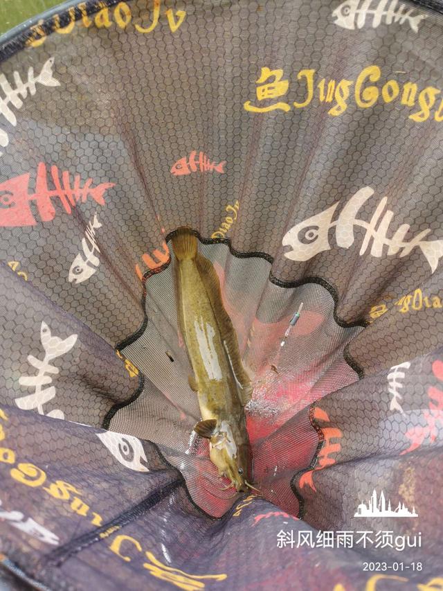 |意外中的意外,耐心作钓终爆护!