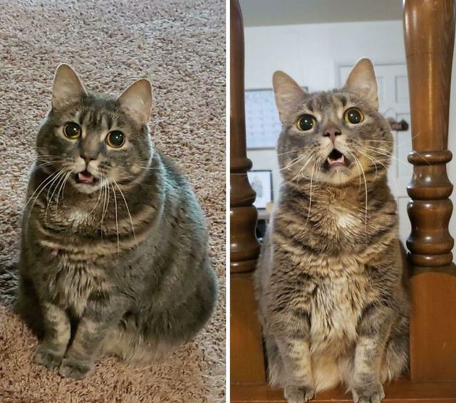 外国铲屎官晒自家猫猫减肥前后对比,每个可爱的小胖子都是潜力股!