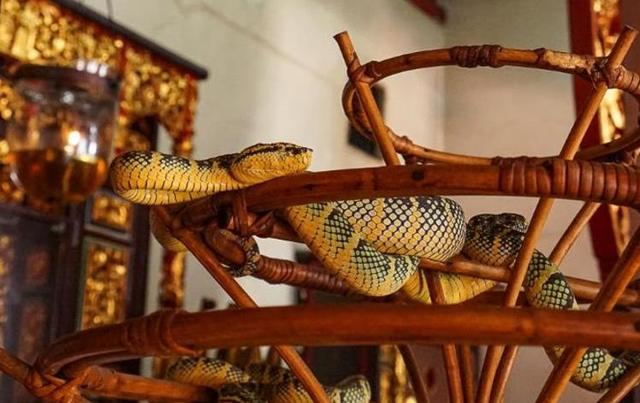 北戴河|世界上唯一的蛇庙，寺内毒蛇泛滥，四处游走，为何香客仍络绎不绝