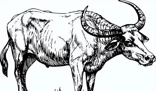 看到小云的黑牛也是十分激动,吃着给它递过来的柳枝叶,一双牛眼盯着