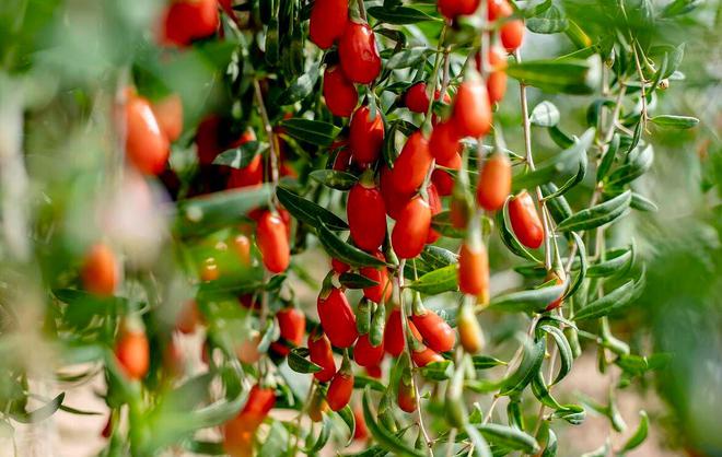 每晚睡前嚼几粒枸杞,一个月后,四件好事或不请自来